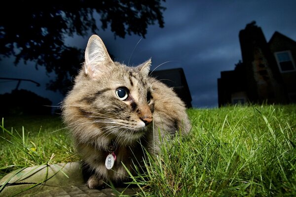 Chat poltergeist sur la pelouse verte