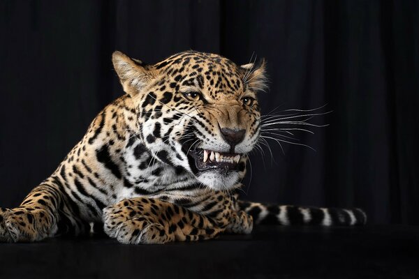 Porträt eines knurrenden Leoparden auf schwarzem Hintergrund