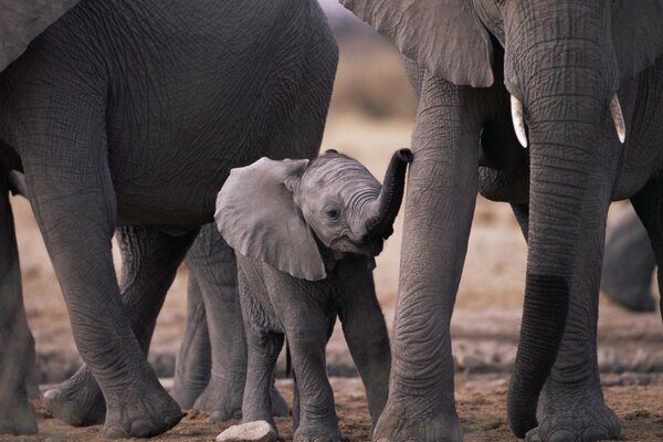 Un elefante rodeado de sus padres