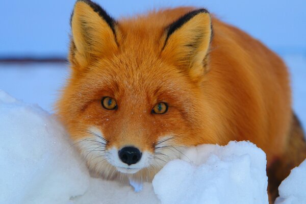 Der Fuchs im Schnee schaut genau in die Linse