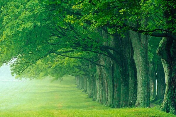 Comment les arbres sont beaux en été