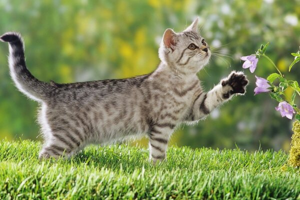 A kitten on the green grass with bells