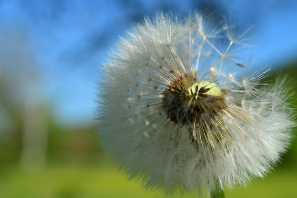 Macro photography of a dandelion in nature