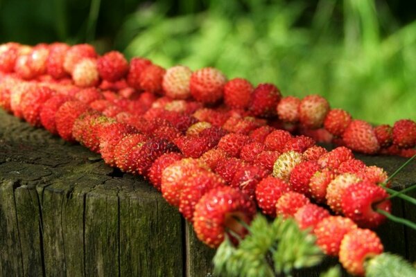 Erdbeeren in Form eines Schaschliks auf einem Stock