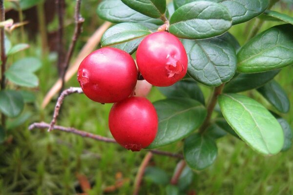 Schönes Foto von reifen Beeren