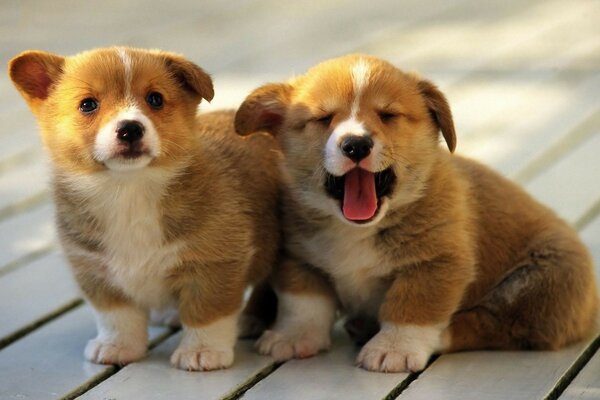 Two puppies mtlvhi one yawns