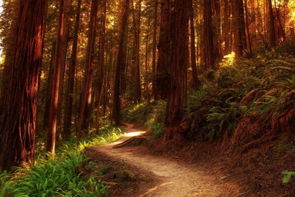 A beleza da floresta de verão é fascinante