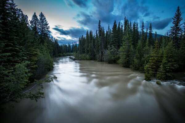 Un río de aguas turbias en medio de un bosque de abetos verdes