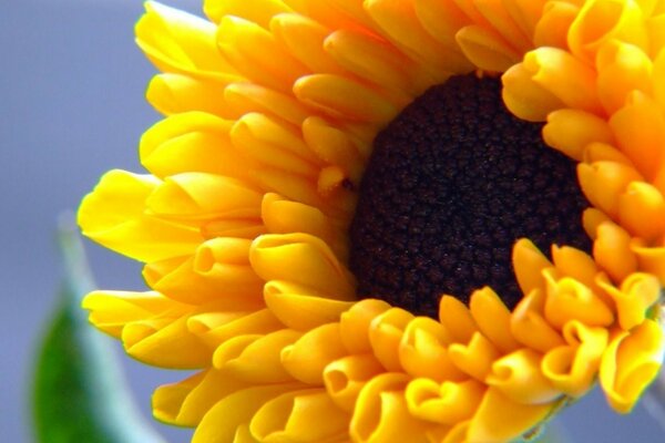 Bright yellow sunflower