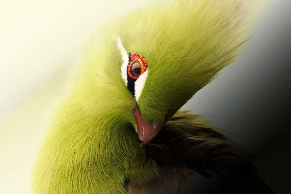 A bird with bright plumage and a red beak