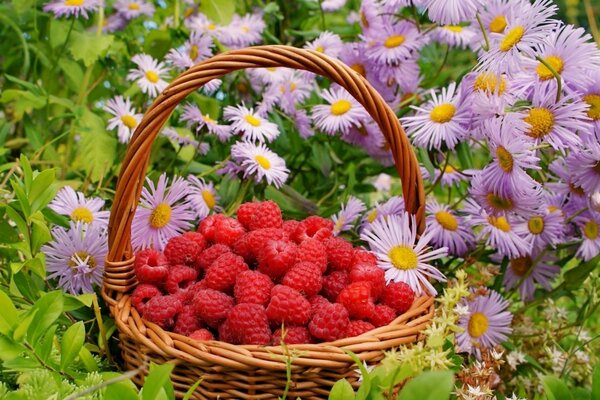 Basket with juicy raspberries next to flowers