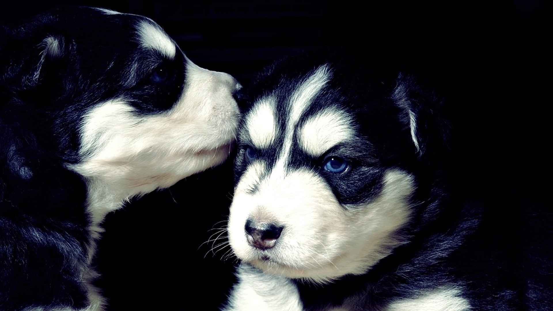 chien chien mammifère animal cynologue animal de compagnie portrait mignon chiot fourrure un petit oeil domestique studio aperçu adorable race