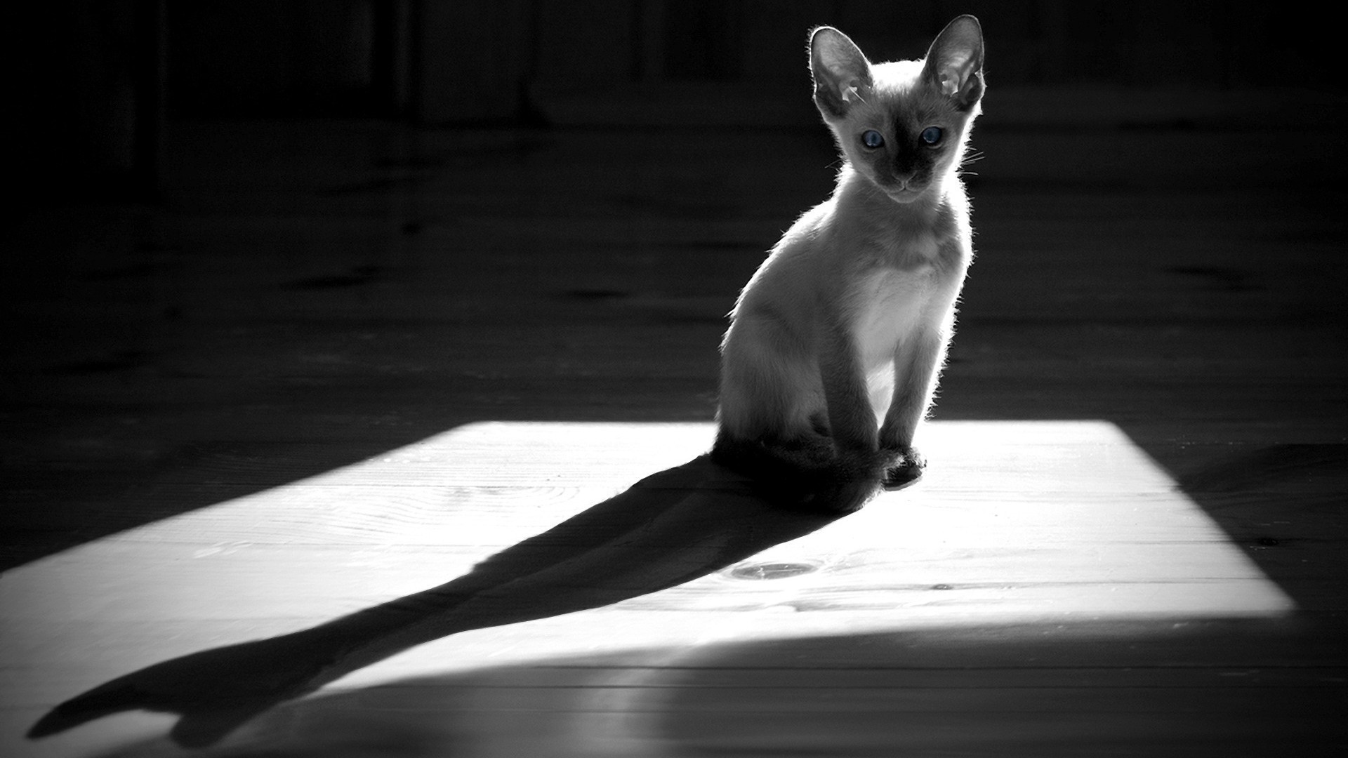 chats monochrome un chat portrait mammifère animal de compagnie rue