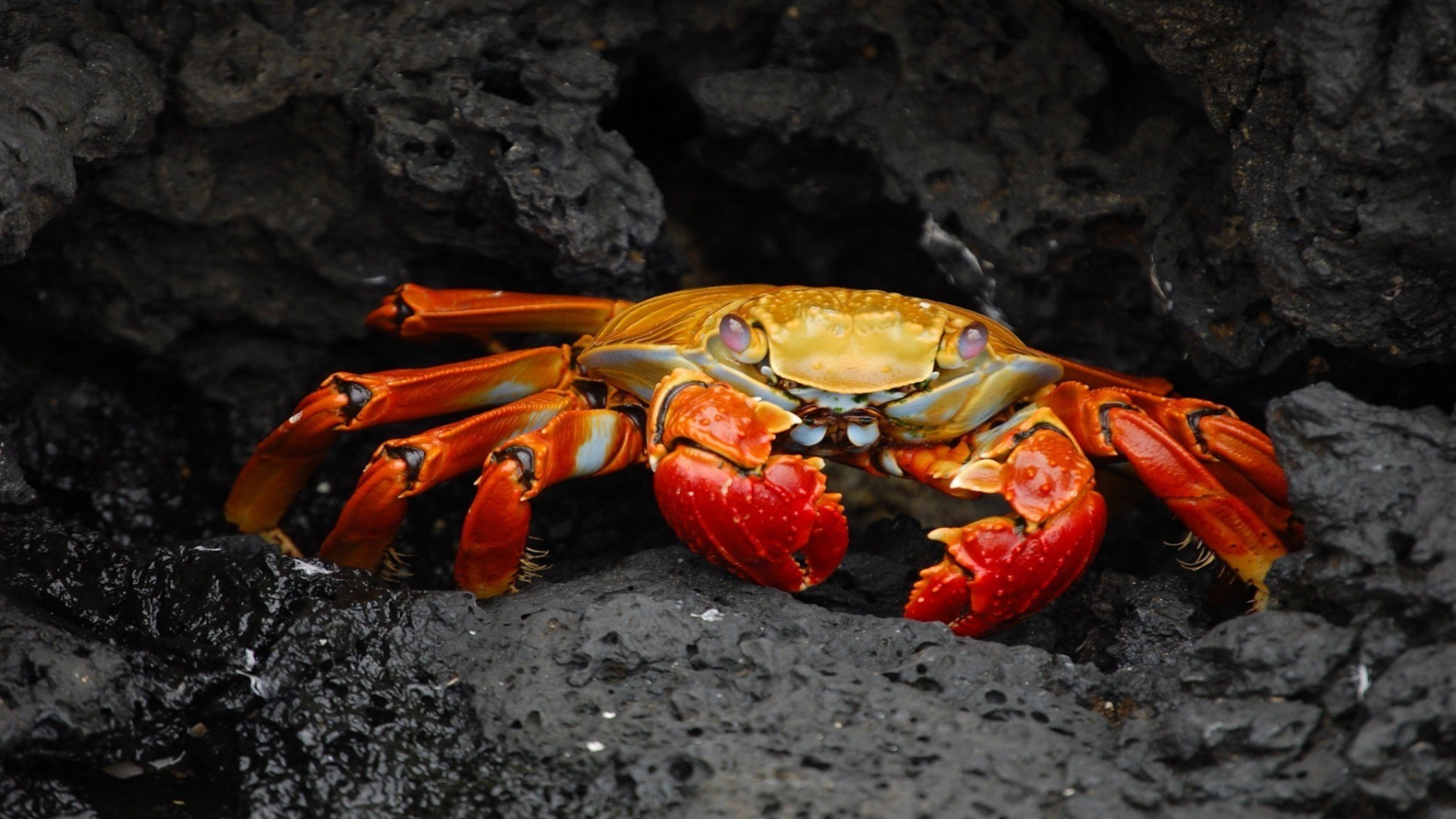 animali crostacei granchio molluschi invertebrati frutti di mare aragosta pesce acqua uno oceano mare luce del giorno natura artiglio