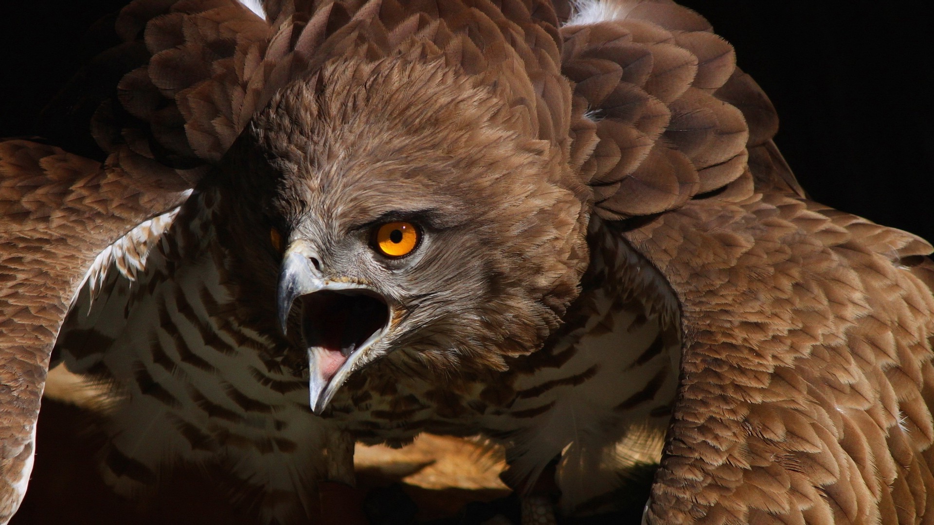 animales raptor pájaro águila vida silvestre presa retrato halcón halcón cetrería depredador uno animal naturaleza cazador zoológico ojo