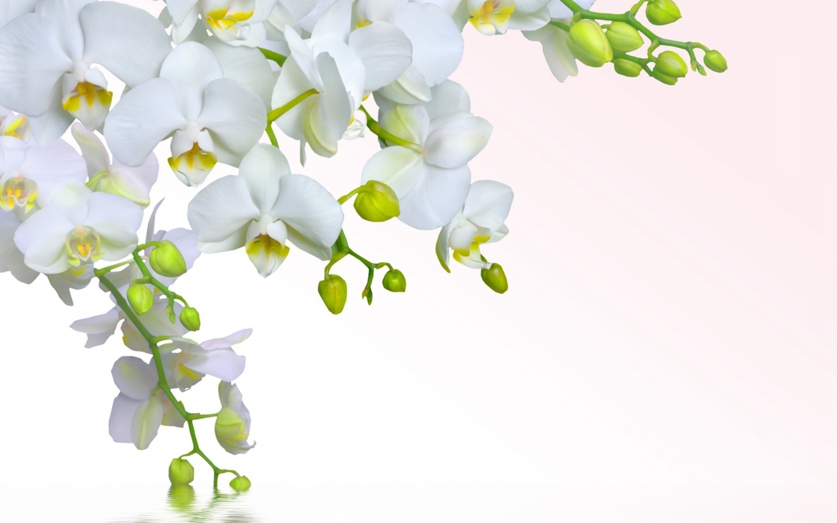 цветы флора природа цветок лист филиал элегантный цветочные орхидеи тропический яркий лето романтика блюминг