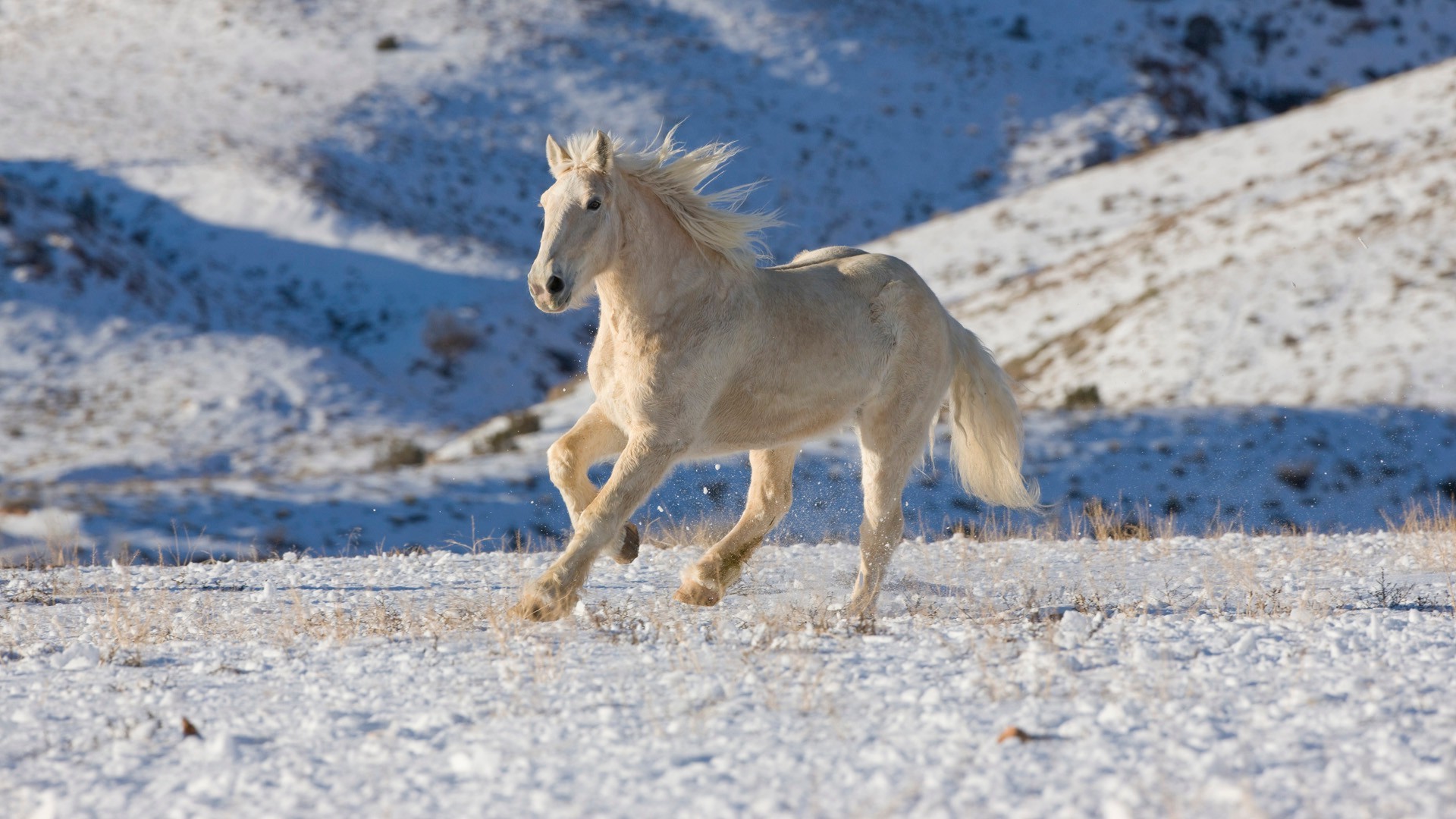 chevaux neige hiver nature en plein air animal cavalerie mammifère cheval sauvage mare rural manet la faune champ froid élevage de chevaux