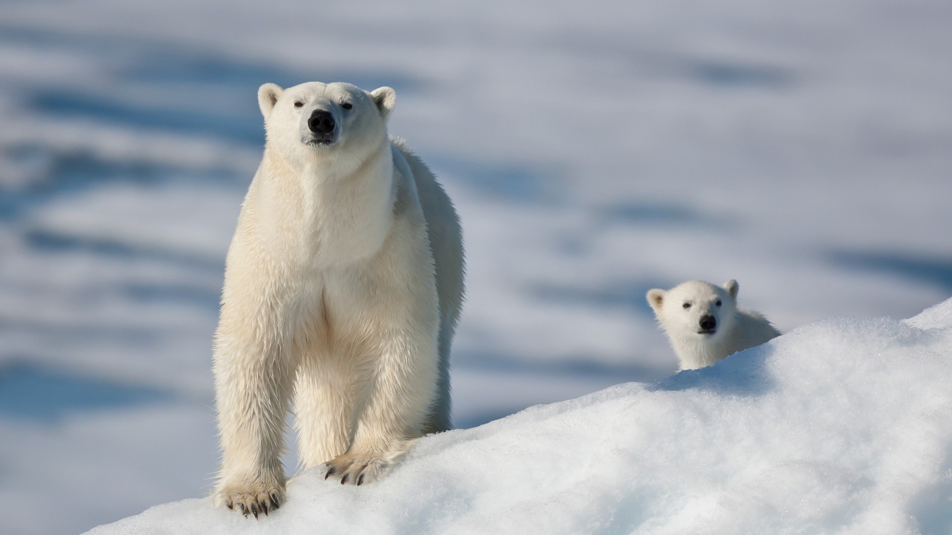 bären eisig schnee winter polar säugetier eis tierwelt kälte tundra niedlich