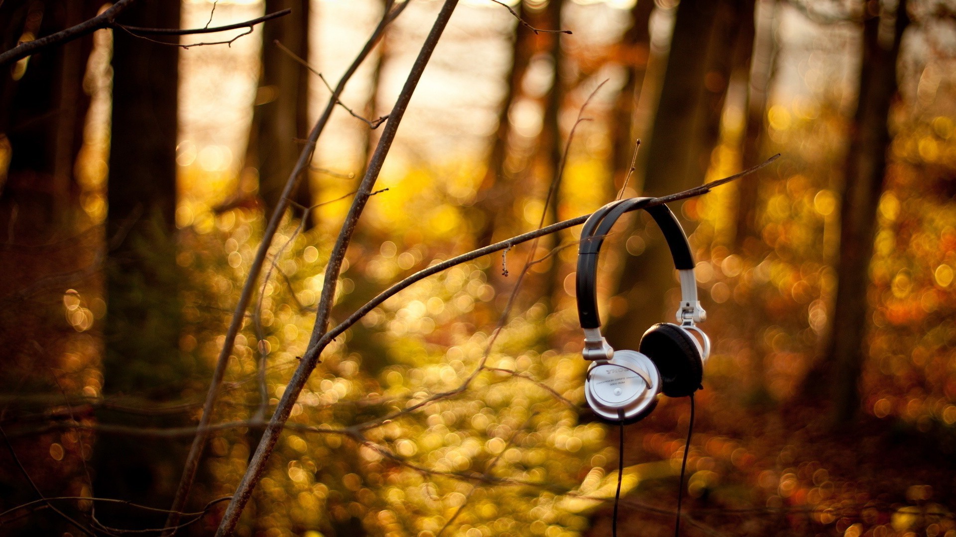 muzyka jesień drewno drewno natura liść na zewnątrz złoto park światło jeden