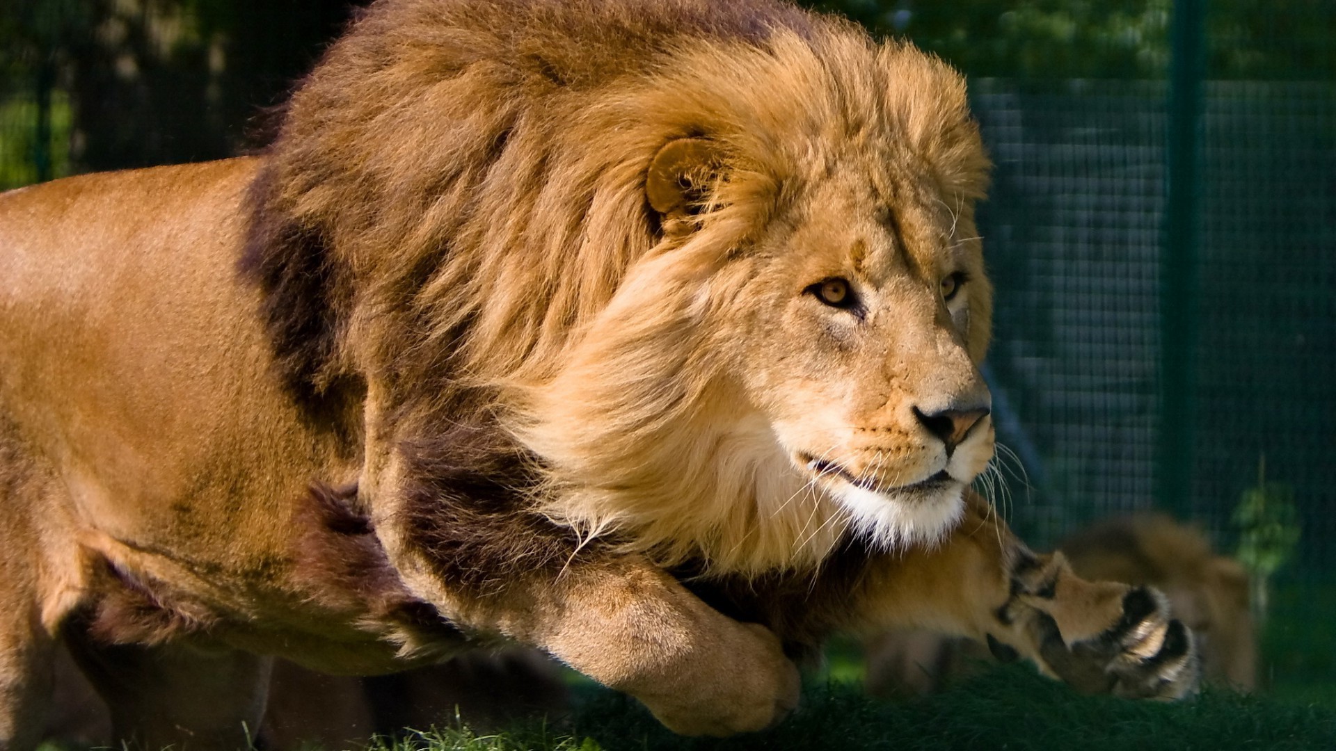 leones león gato mamífero vida silvestre depredador animal salvaje piel retrato zoológico mane safari leona naturaleza carnívoro ojo cazador grande pantera