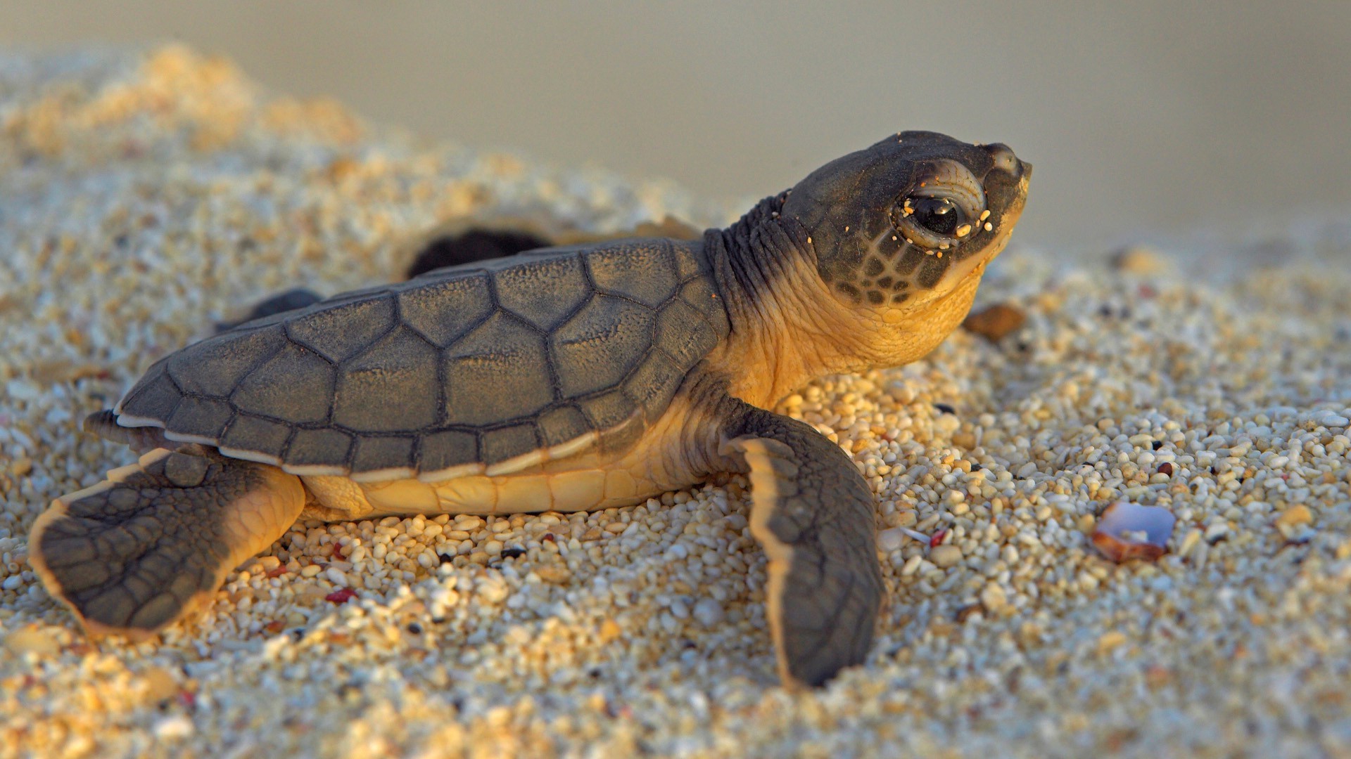 animais réptil tartaruga tartaruga concha natureza vida selvagem lento animal animal de estimação anfíbio sozinho zoologia armadura difícil