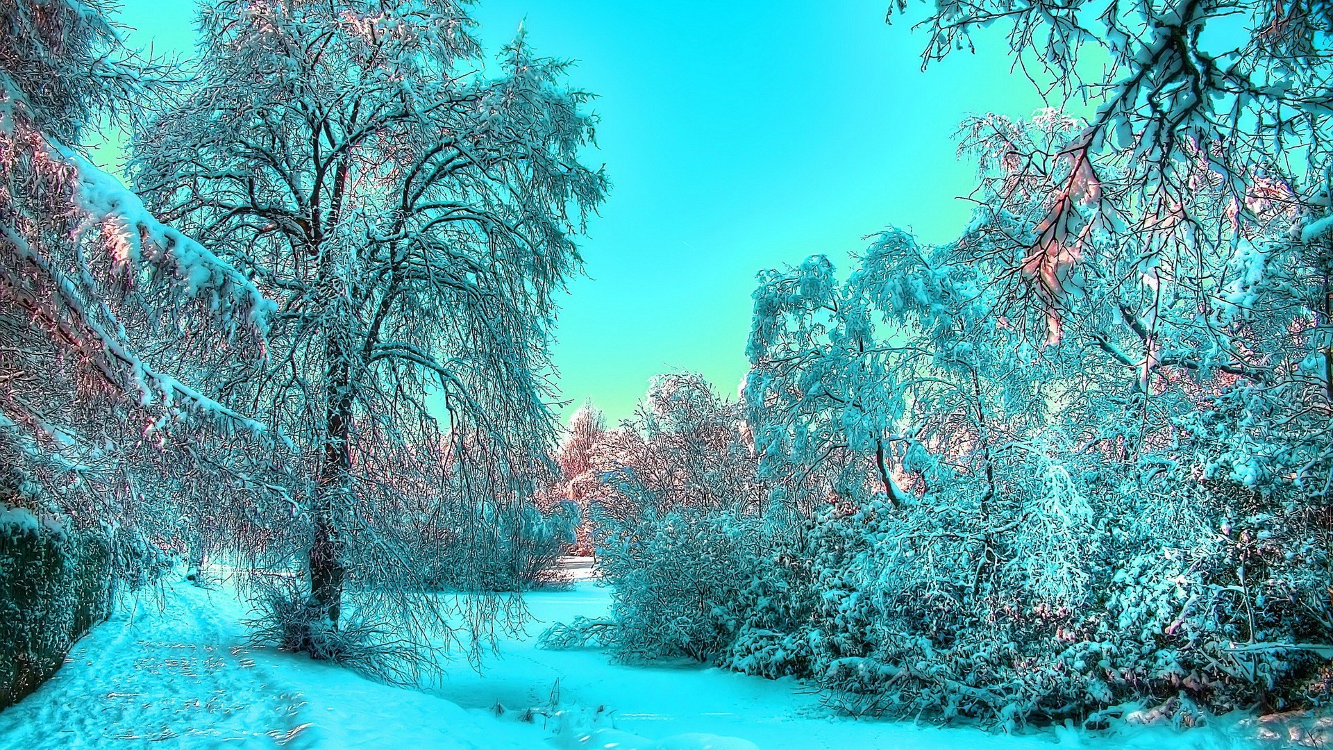 winter tree nature season wood landscape frost branch cold snow water clear scene fair weather beautiful desktop