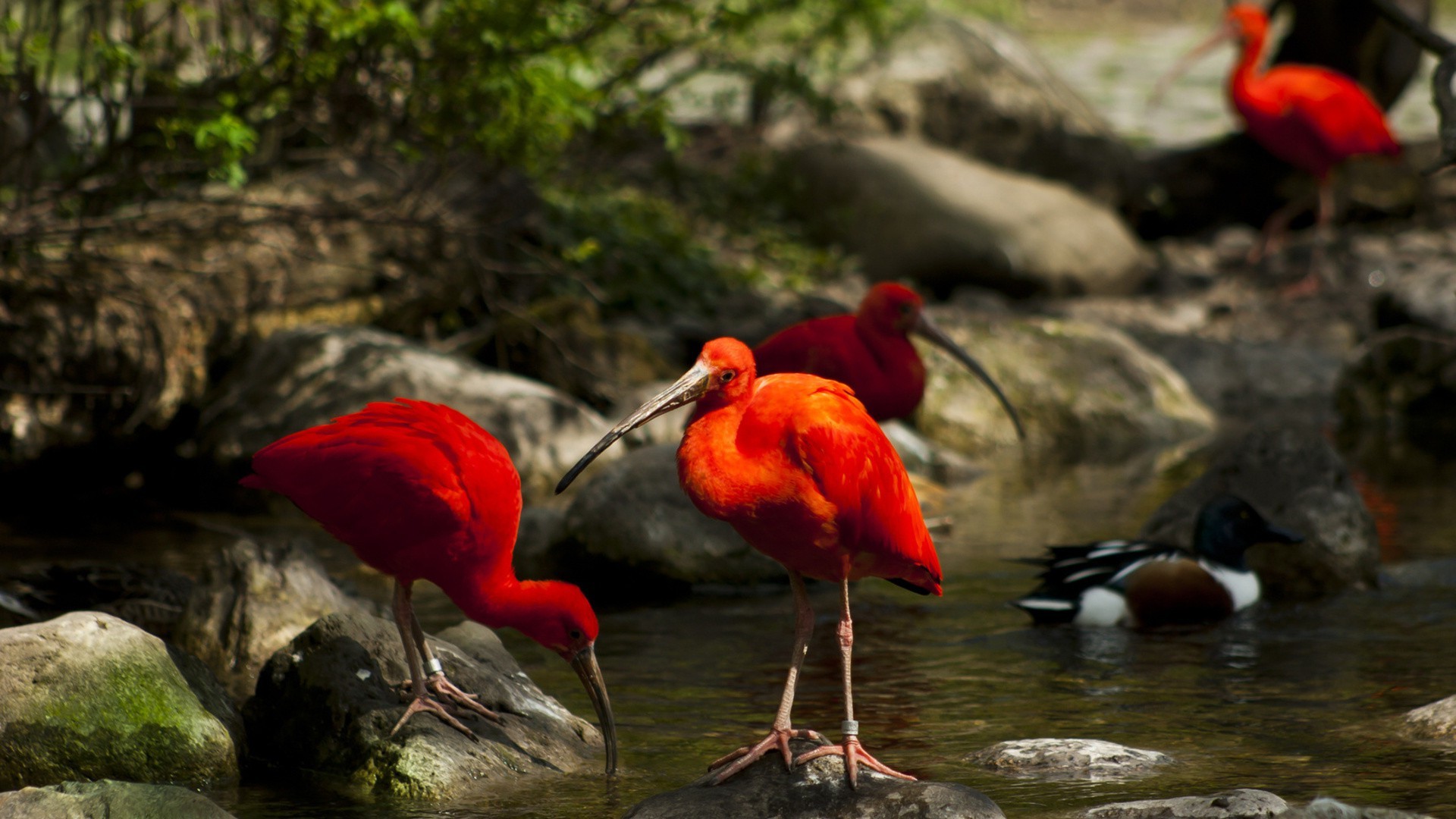 animals bird wildlife nature water wild outdoors animal lake