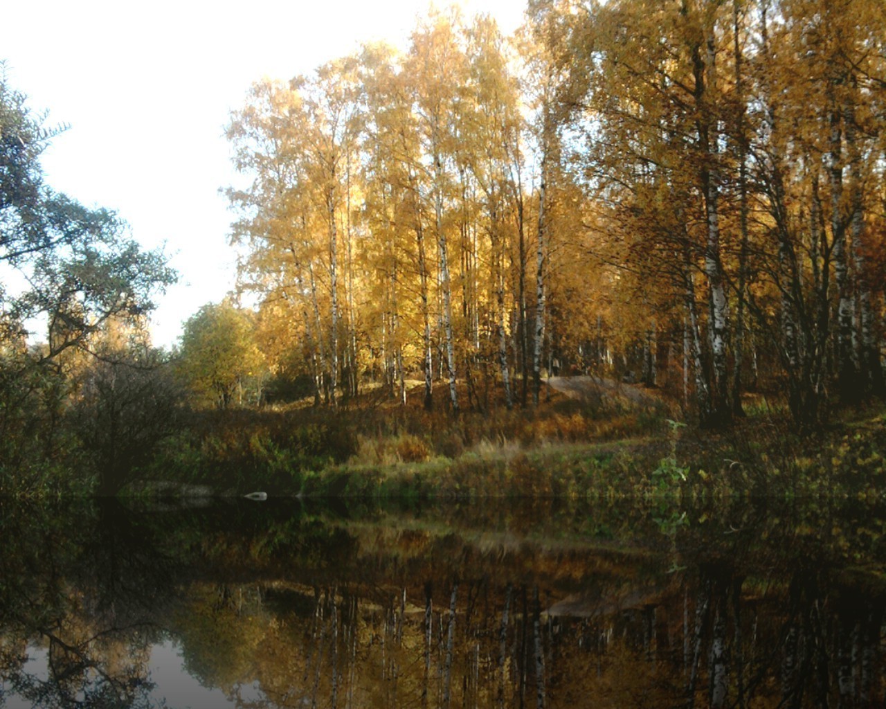 forest fall tree park leaf wood landscape nature season branch dawn environment scene maple scenic fair weather scenery bright reflection outdoors