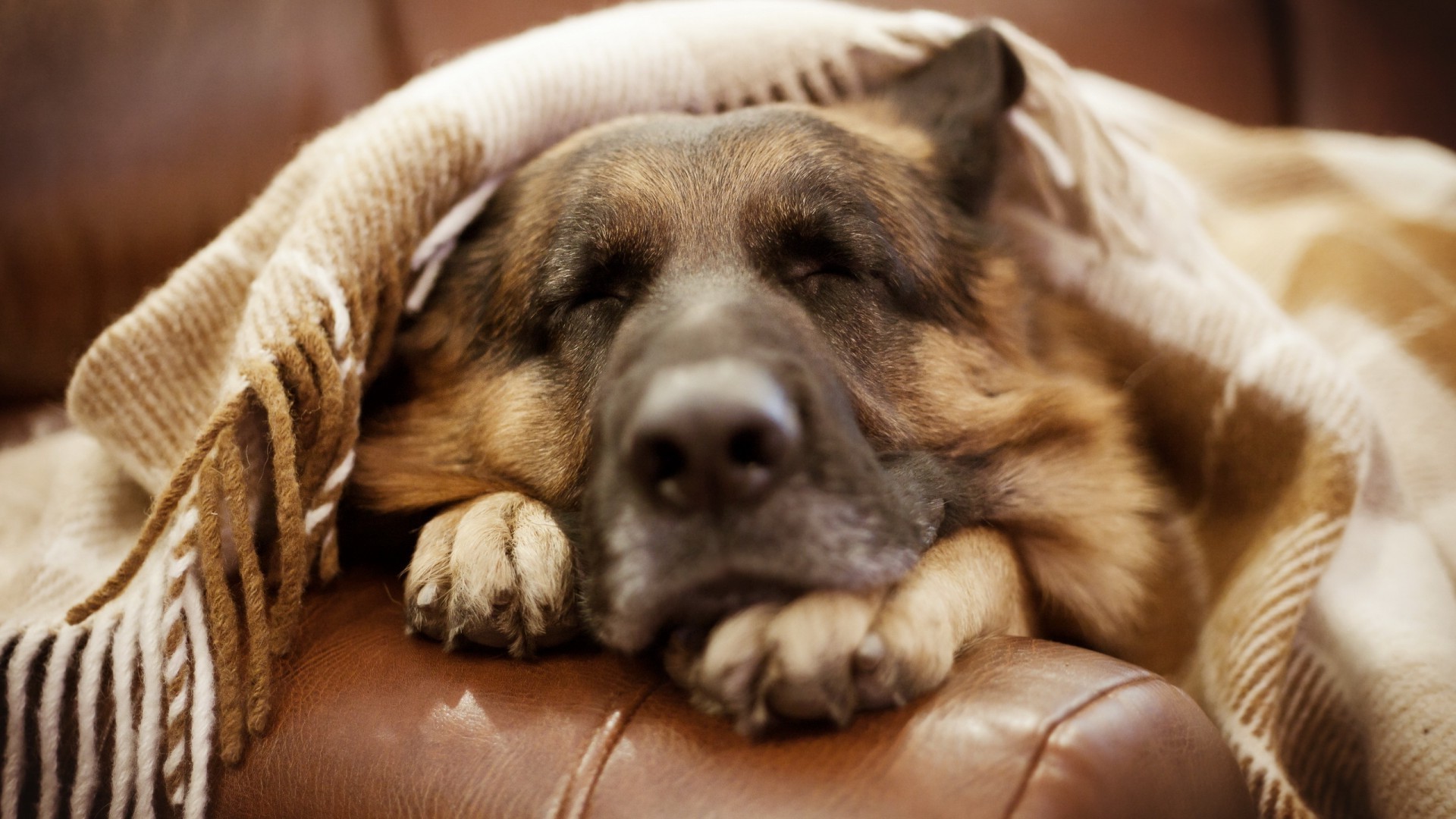 cani cane carino cucciolo canino mammifero animale domestico animale piccolo ritratto sonno pelliccia