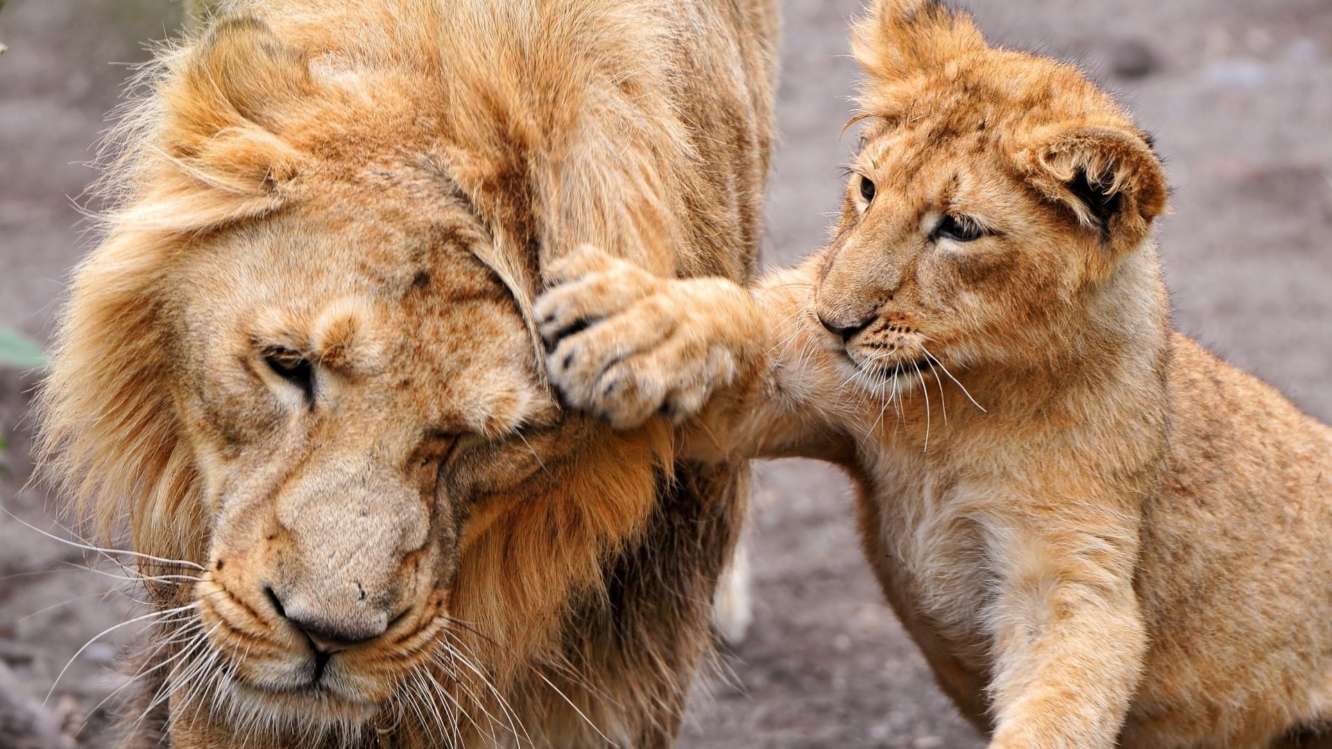 lions chat lion faune animal mammifère prédateur mangeur de viande safari fourrure sauvage grand nature chasseur zoo portrait oeil lionne danger manet panthère