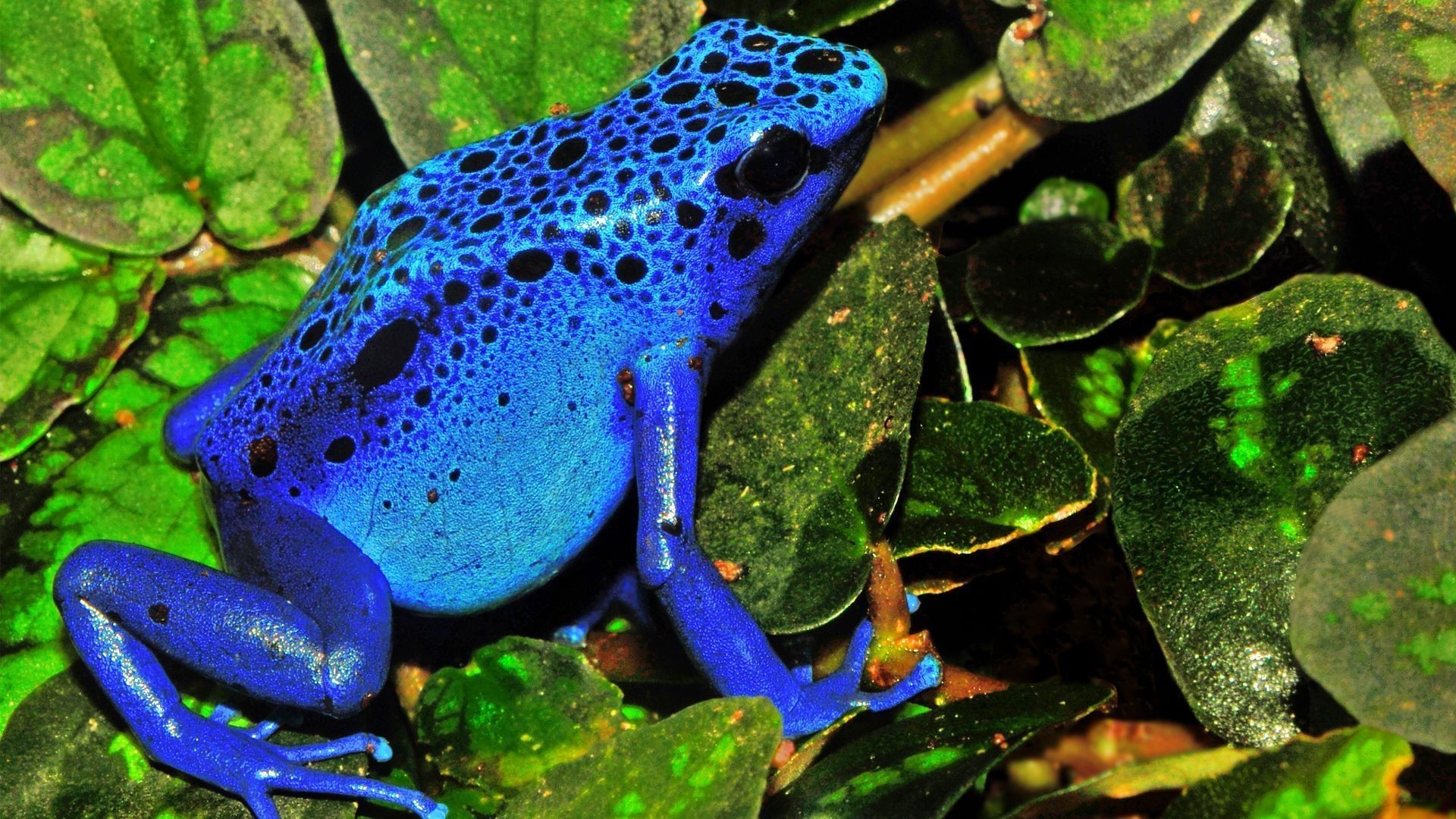 gady i żaby żaba płazy natura dzika przyroda woda na zewnątrz zwierzę liść