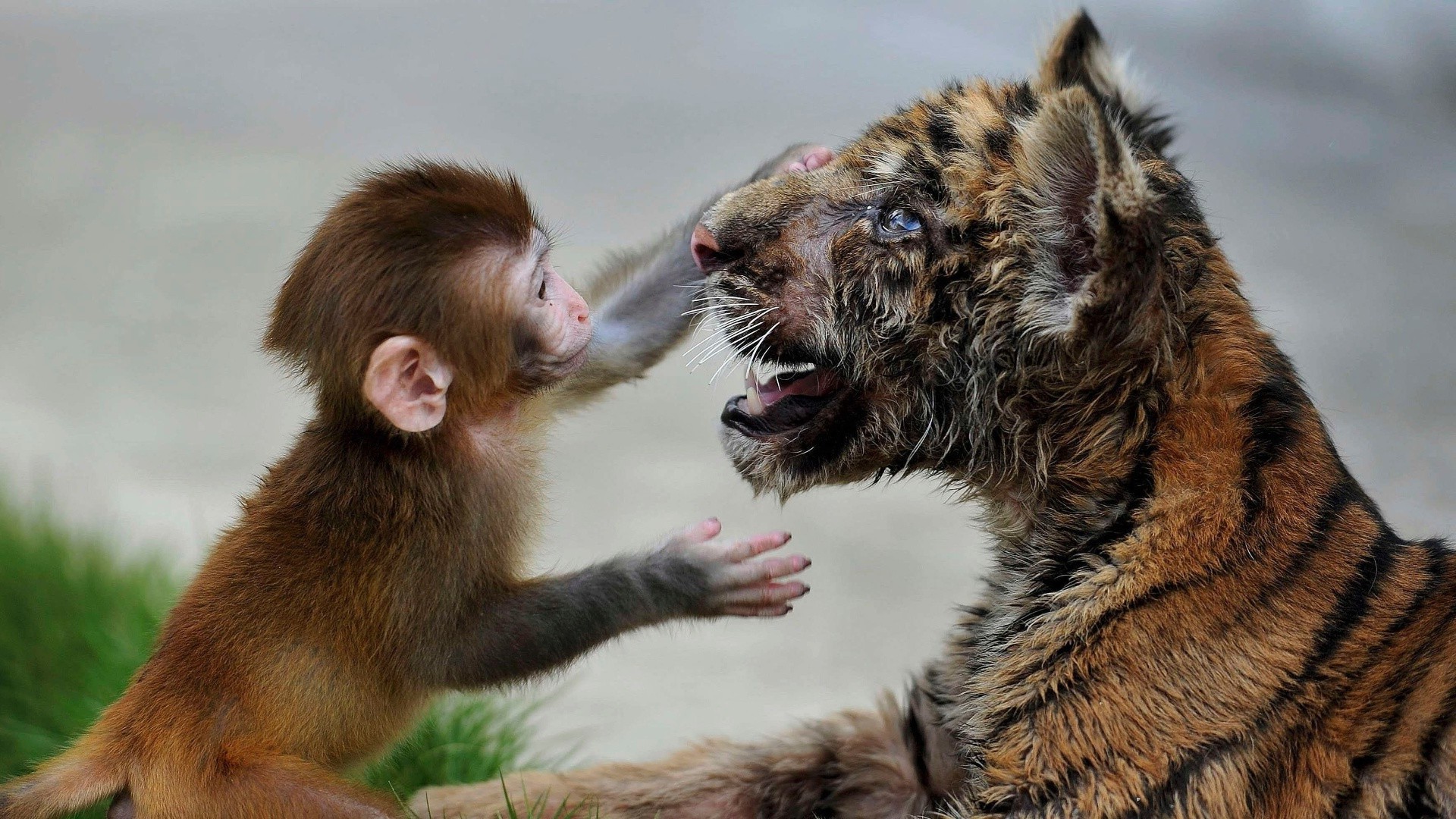 tiere säugetier porträt tierwelt tier niedlich fell natur zoo