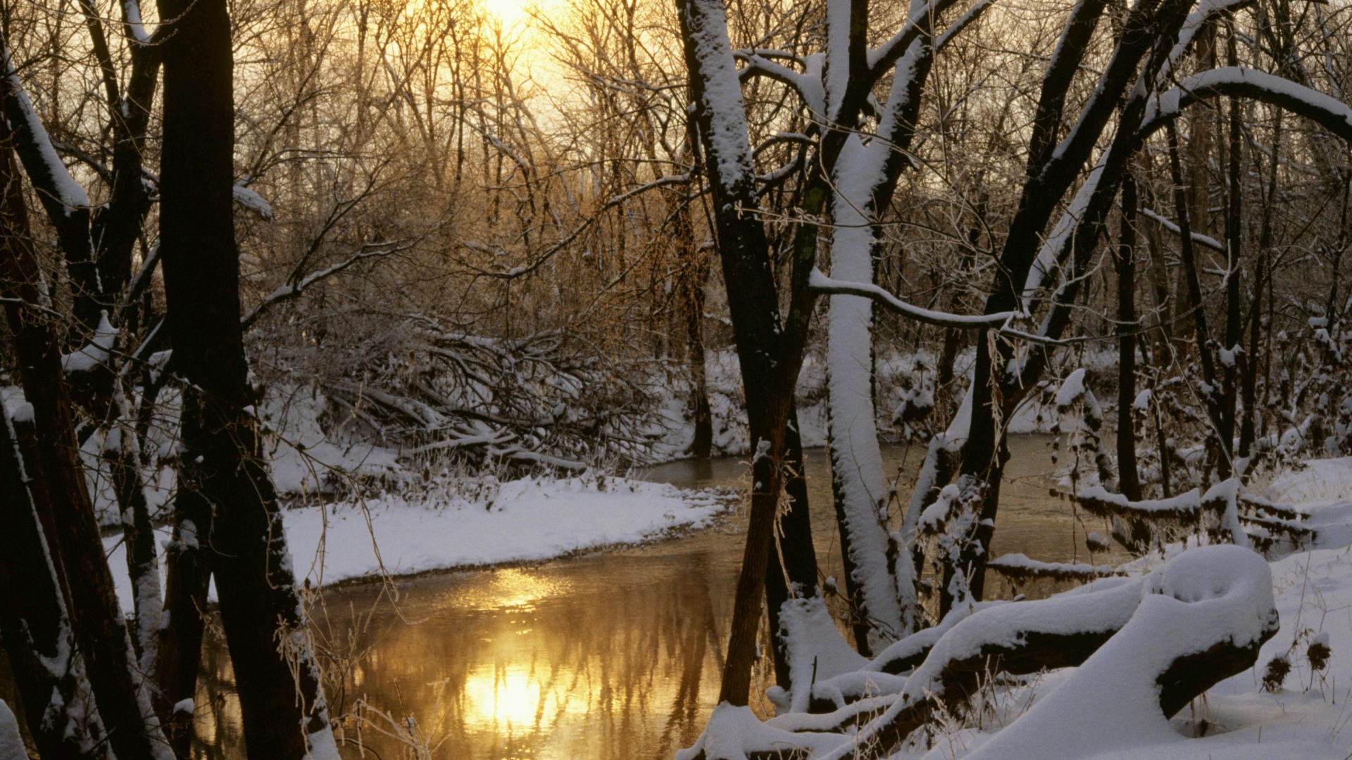 fiumi stagni e torrenti stagni e torrenti inverno neve legno legno freddo paesaggio natura autunno gelo ghiaccio congelato tempo ramo stagione parco all aperto alba acqua bel tempo