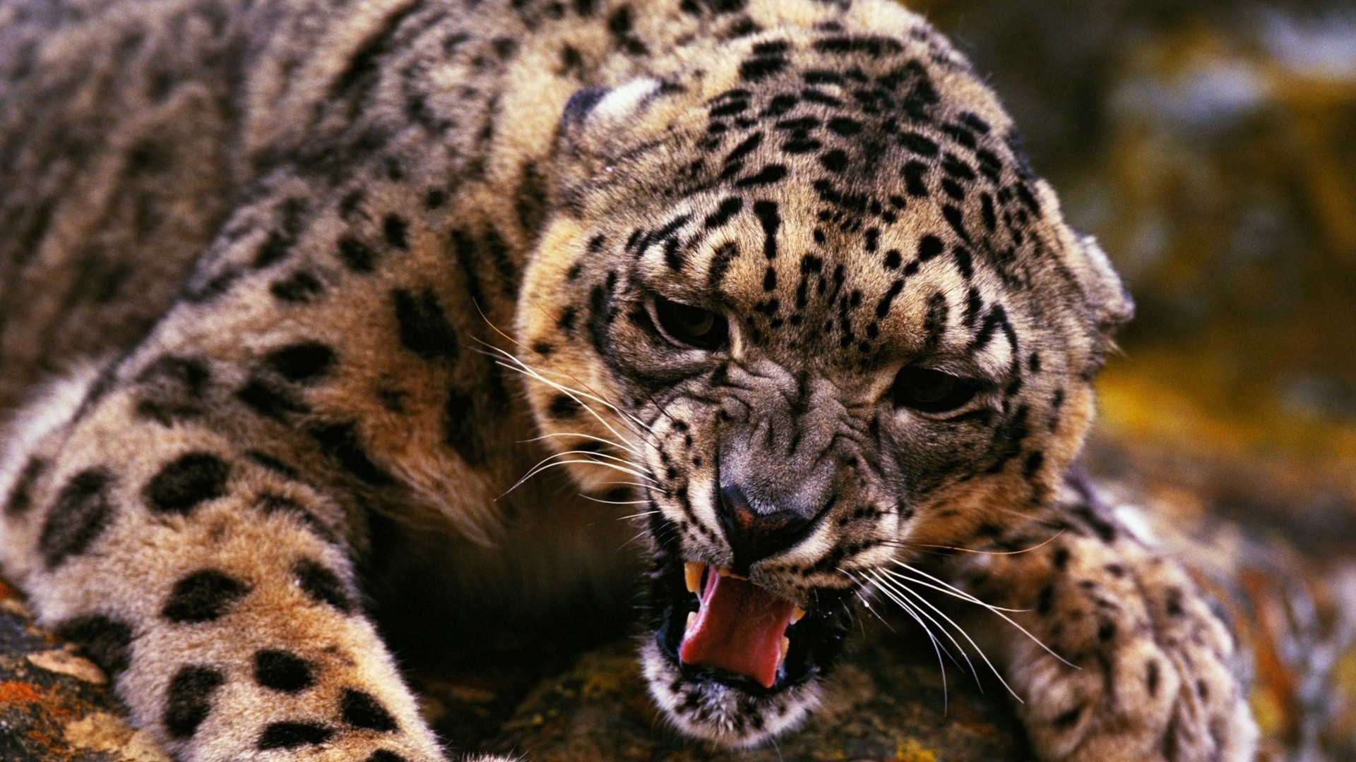 animales vida silvestre gato mamífero animal naturaleza leopardo zoológico depredador salvaje piel safari carnívoro cazador tigre grande selva retrato cabeza ojo agresión