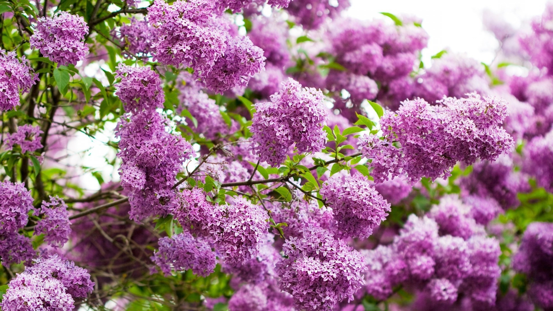 fleurs sur les arbres fleur flore jardin branche nature arbre saison croissance feuille bluming lumineux été floral couleur arbuste