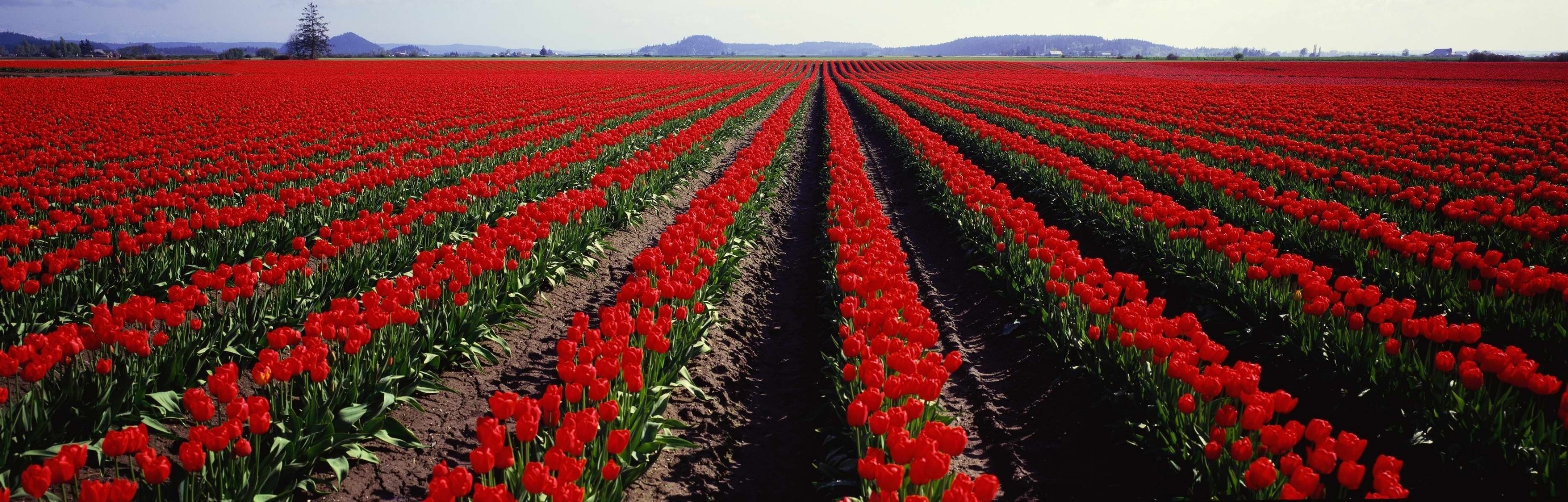 fleurs tulipe fleur champ agriculture croissance jardin ferme flore nature bluming à l extérieur couleur rural pétale floral paysage chaîne feuille terre cultivée