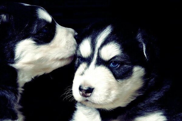 Two adorable husky puppies