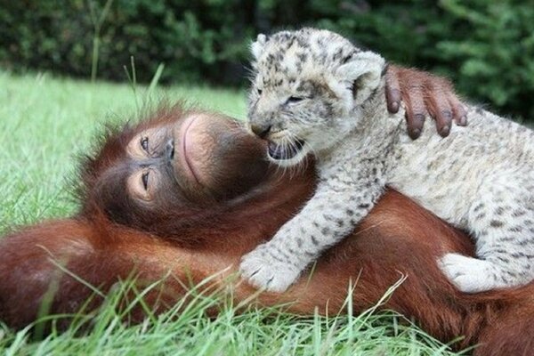 Immagine di animali in un parco naturale