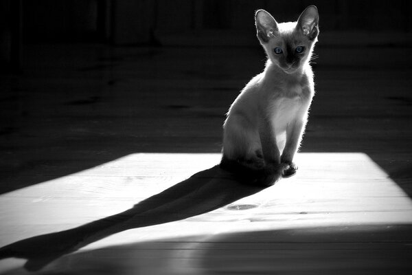 Monochrome cat on the floor