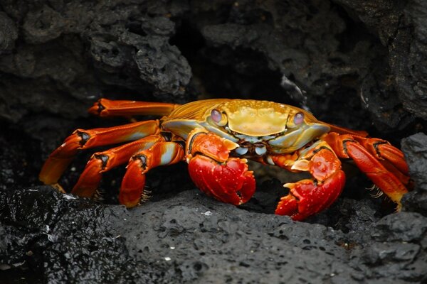 Le crabe est sorti sur le sable noir