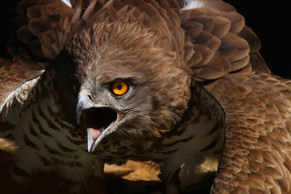 Aigle de la nature