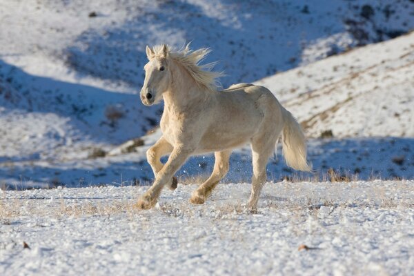 Cheval en hiver à l extérieur