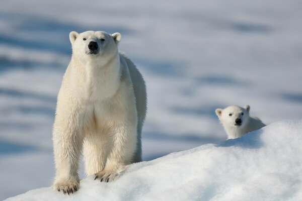 Ein Eisbär und ihr Bär im Schnee