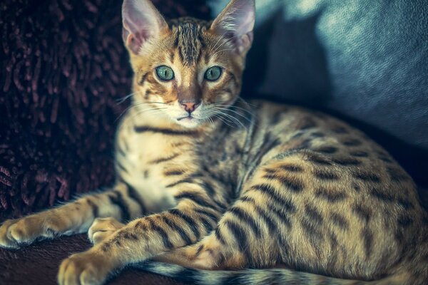 Bengalische Katze mit grünen Augen