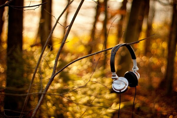 Jemand hat Kopfhörer im Wald auf einem Ast gelassen