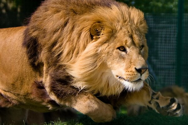 Photo of a lion in the wild jumping