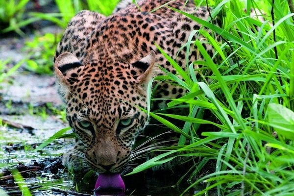 Leopardo sobre fondo de hierba verde