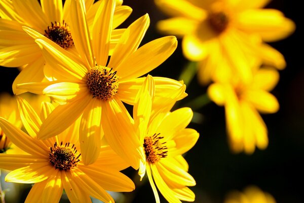 Leuchtend gelbe Blüten Nahaufnahme