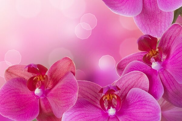 A picture with pink orchids up close