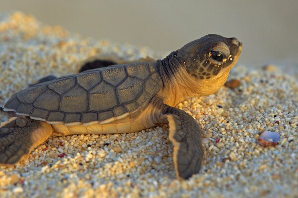 La pequeña tortuga yace en la arena